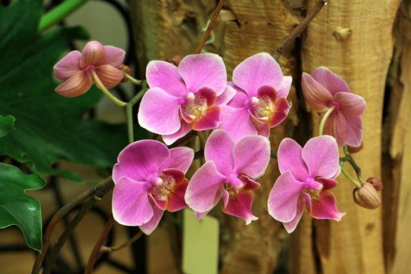 Bakanas Flowers And Gifts Marlton NJ orchid