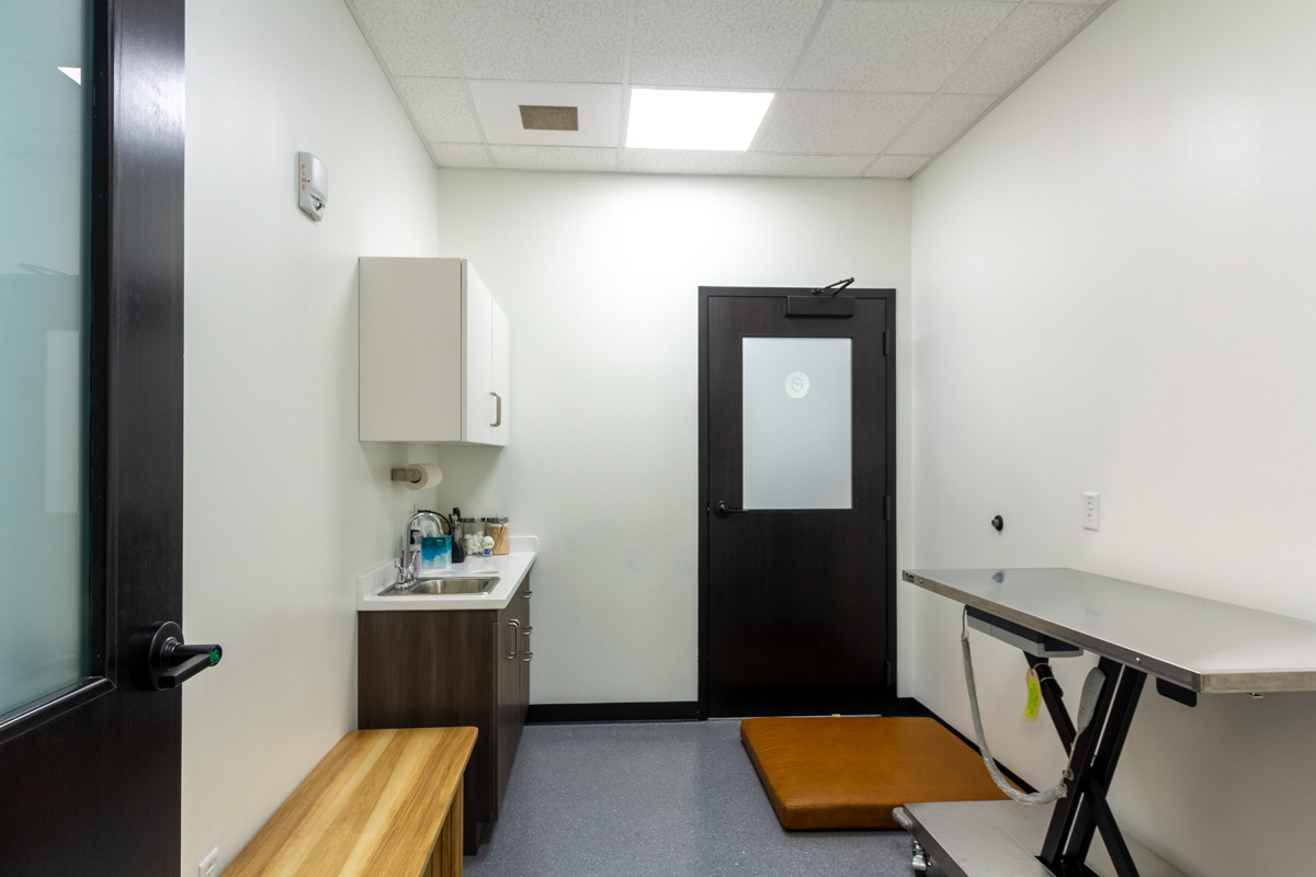 exam room at Heart + Paw, Arlington, VA Veterinary Pet-sitter