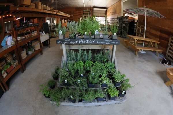 Windy Acres Inc. Cape May Court House NJ herbs display