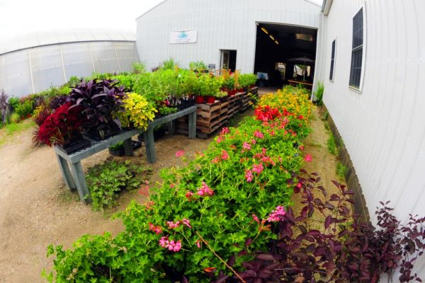 Windy Acres Inc. Cape May Court House NJ greenhouse flowers