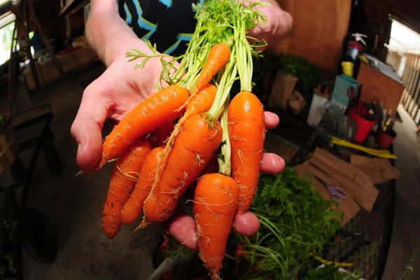 Windy Acres Inc. Cape May Court House NJ handful of carrots