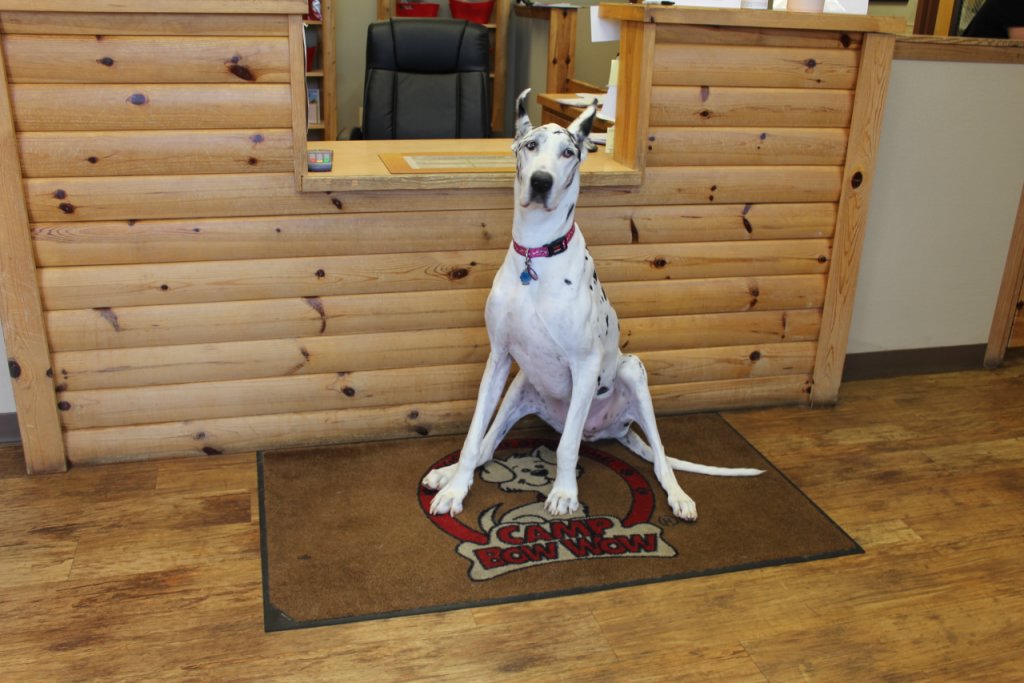 Camp Bow Wow Cherry Hill NJ dog day care center dalmation great dane