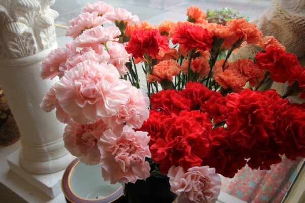 Asters Floral Shop Collingswood NJ Flowers pink red carnations