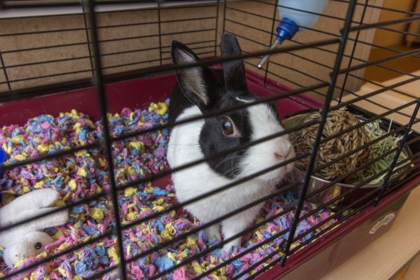 rabbit at Lightbridge Academy pre-school and daycare in Fort Lee, NJ