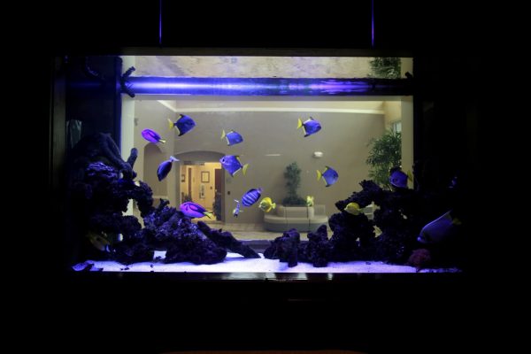 Q Spine Institute Paramus, NJ Orthopedic Surgeon Office Fish Aquarium