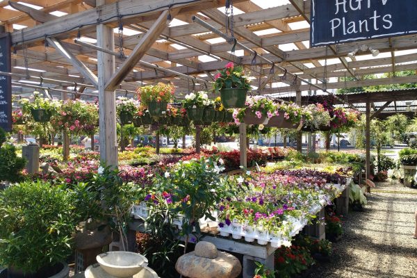 Greenstreet Gardens of Virginia Alexandria, VA Garden Center potted flowers