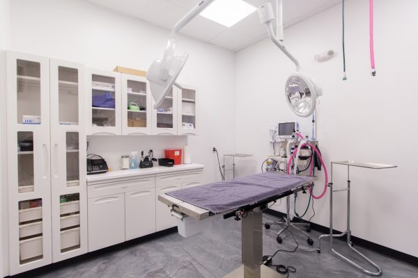 operating room at Heart + Paw Dog care and Veterinary in King of Prussia, PA