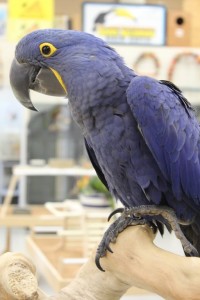 Todd Marcus Birds Exotic