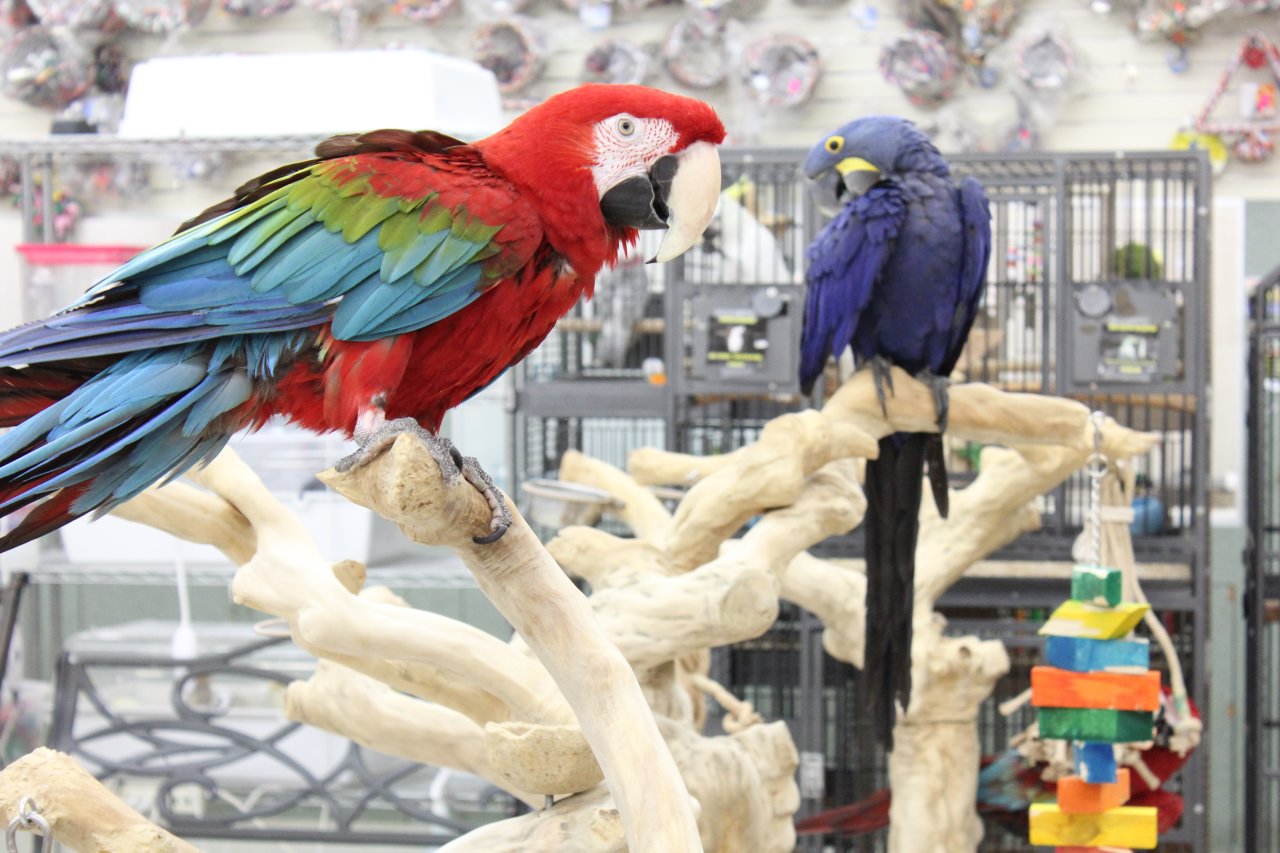 Todd Marcus Birds Exotic – See-Inside Exotic Pet Store, Delran, NJ