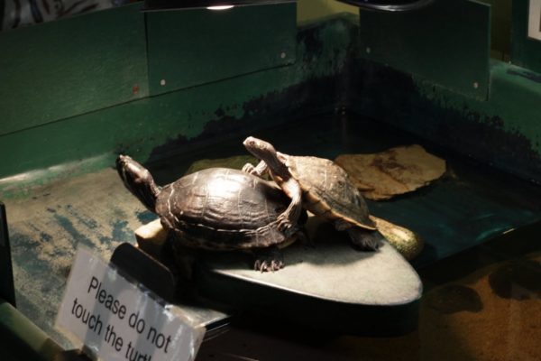 Biomes Marine Biology Center North Kingstown RI Aquarium turtles