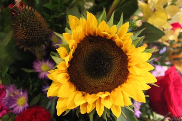 Haddonfield Floral Company sunflower