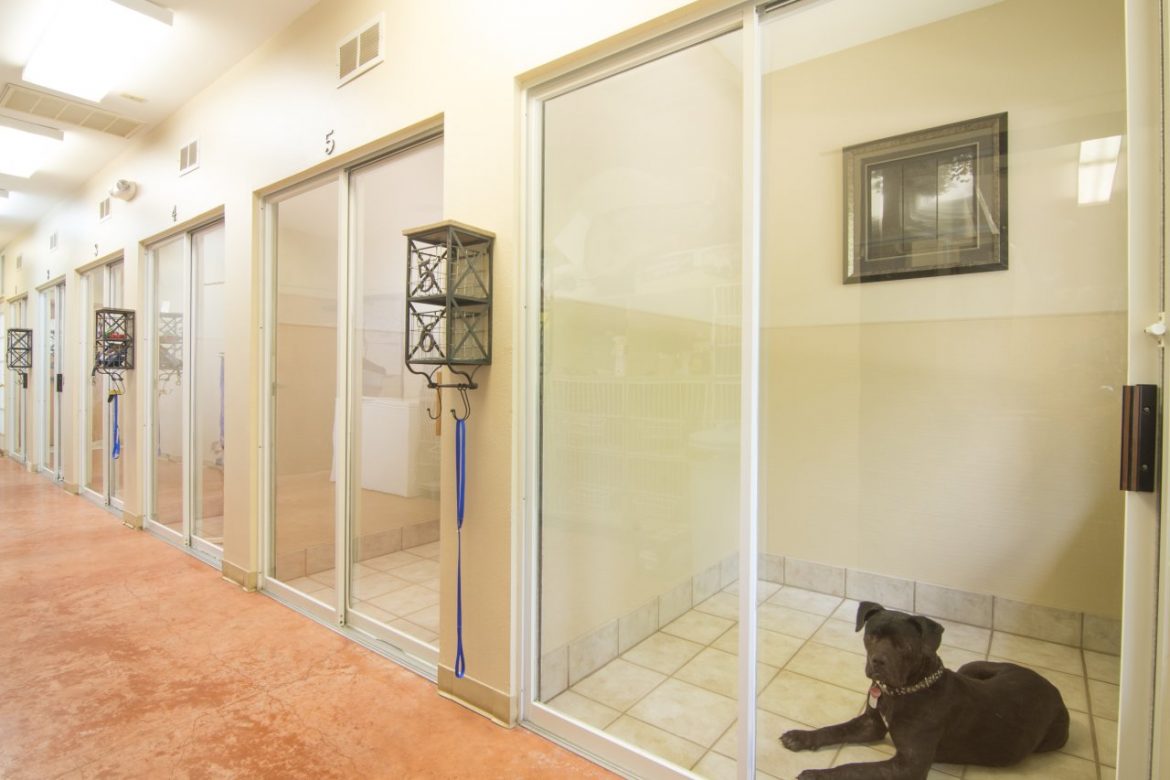 Ridge Road Animal Hospital SeeInside Veterinary Rockwall, TX