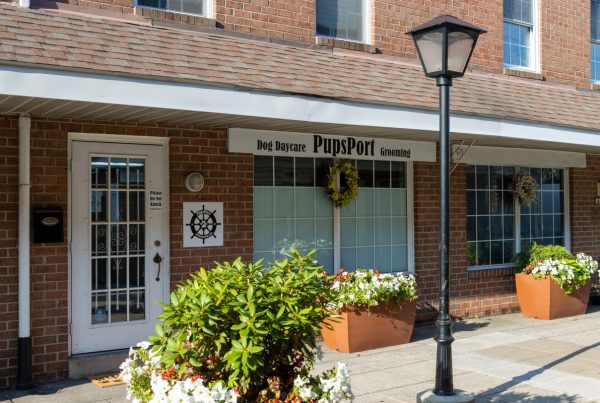 PupsPort Dog Daycare & Grooming, Philadelphia, PA | 360 Virtual Tour for Dog Day Care Center
