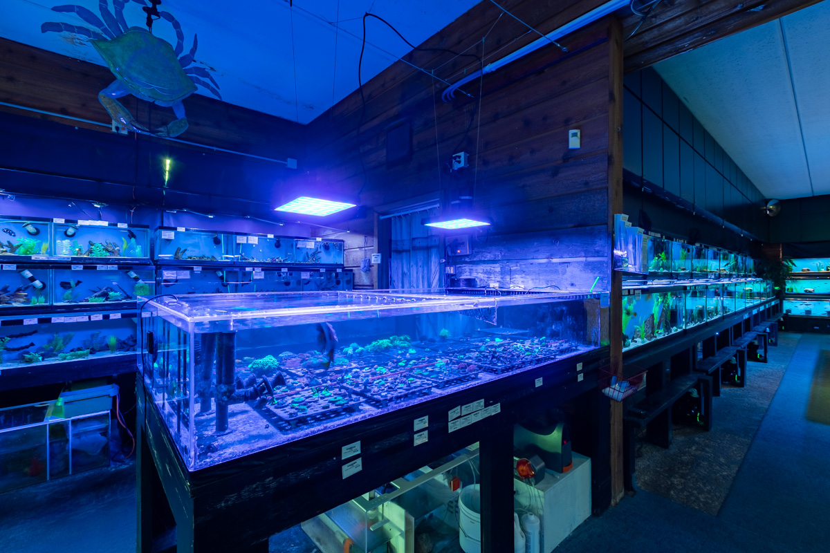 black light at Aquatics Unlimited in Greenfield, WI 360 Virtual Tour for Fish store