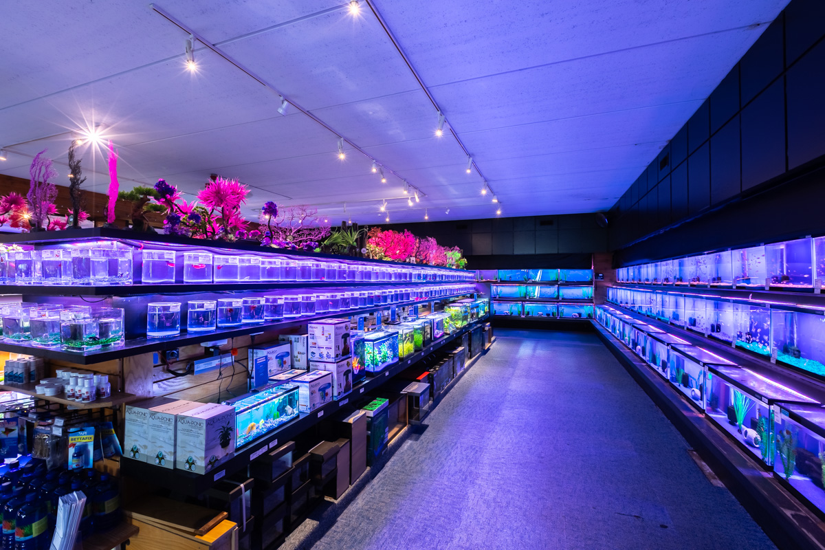 fish tanks at Aquatics Unlimited in Greenfield, WI 360 Virtual Tour for Fish store