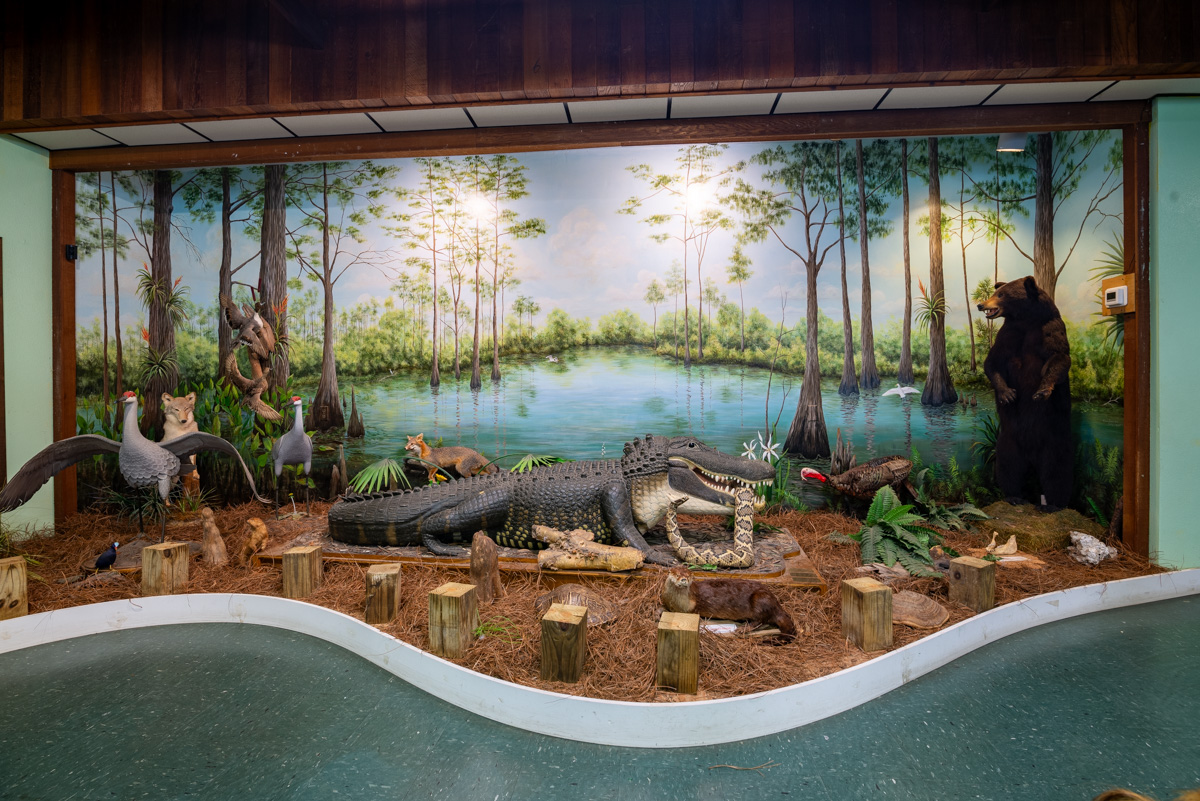 swamp life model display at Calusa Nature Center & Planetarium, Fort Myers, FL | 360 Virtual Tour for Nature preserve