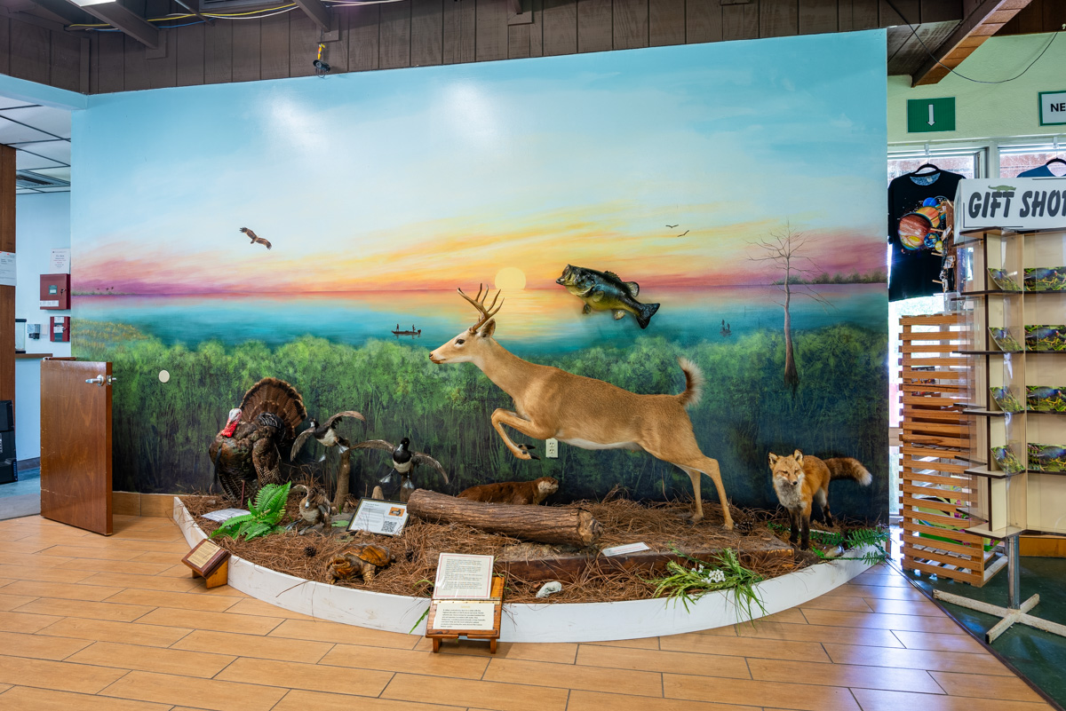 wildlife taxidermy at Calusa Nature Center & Planetarium, Fort Myers, FL | 360 Virtual Tour for Nature preserve