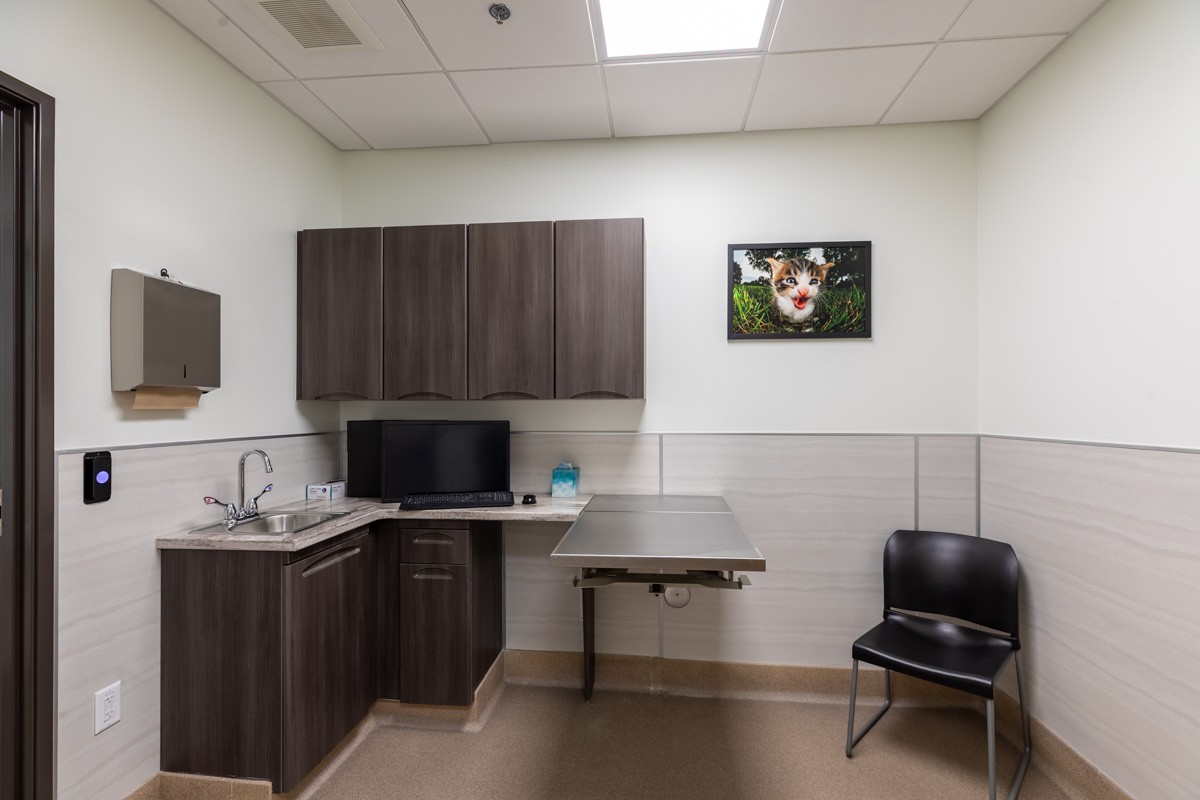 in-patient exam rooms at Silverthorne Veterinary Hospital, Silverthorne, CO 360 Virtual Tour for Veterinarian