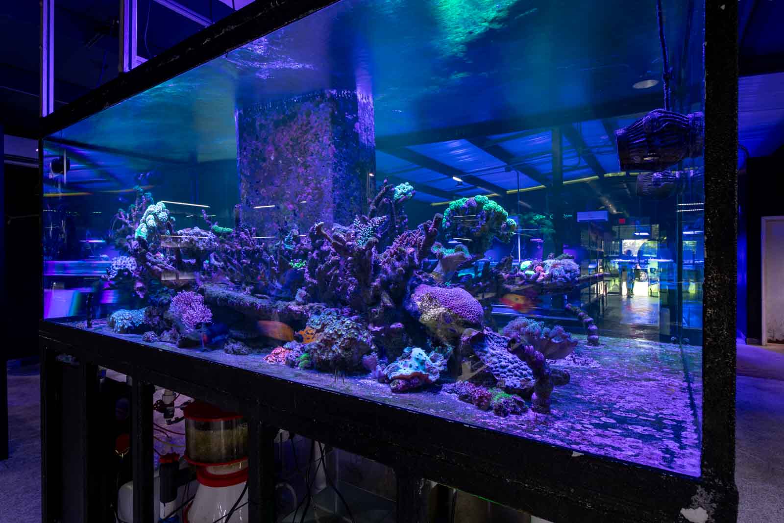 coral at That Aquarium Place, Spring, TX 360 Virtual Tour for Tropical fish store