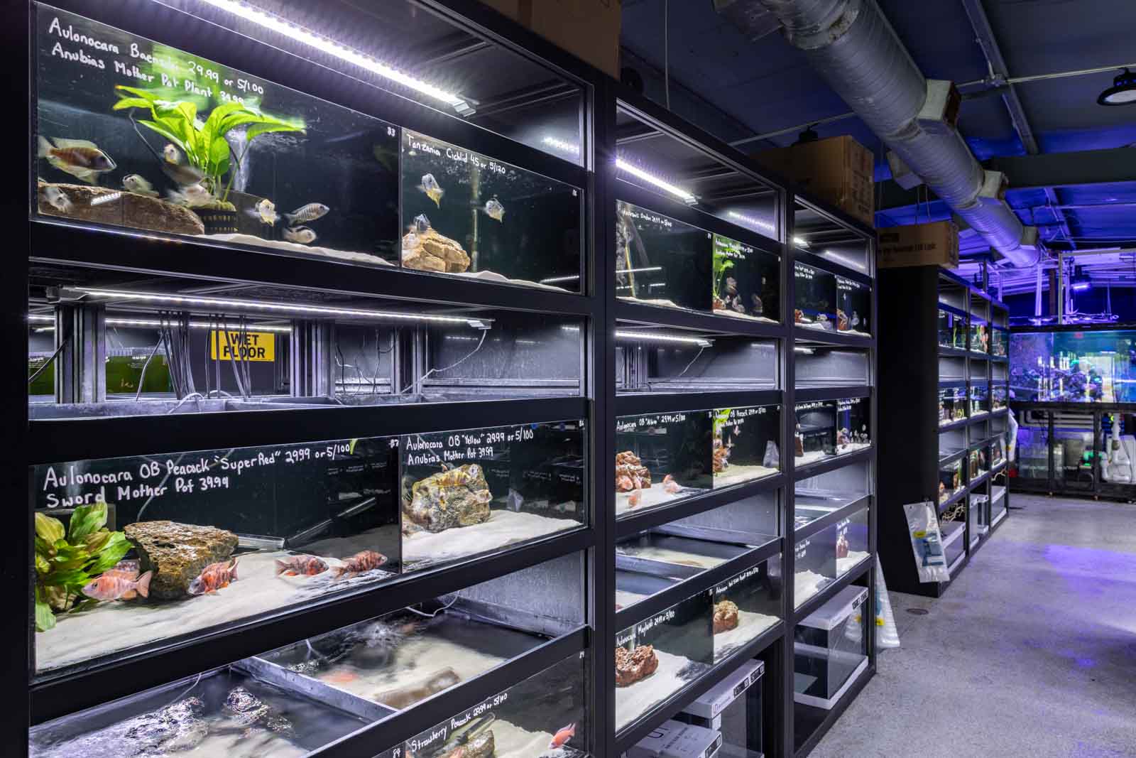 fish at That Aquarium Place, Spring, TX 360 Virtual Tour for Tropical fish store