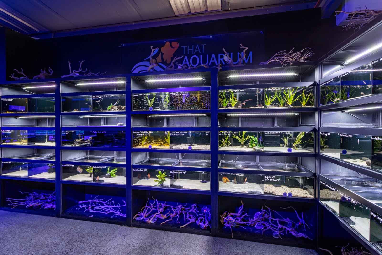 fish tanks at That Aquarium Place, Spring, TX 360 Virtual Tour for Tropical fish store