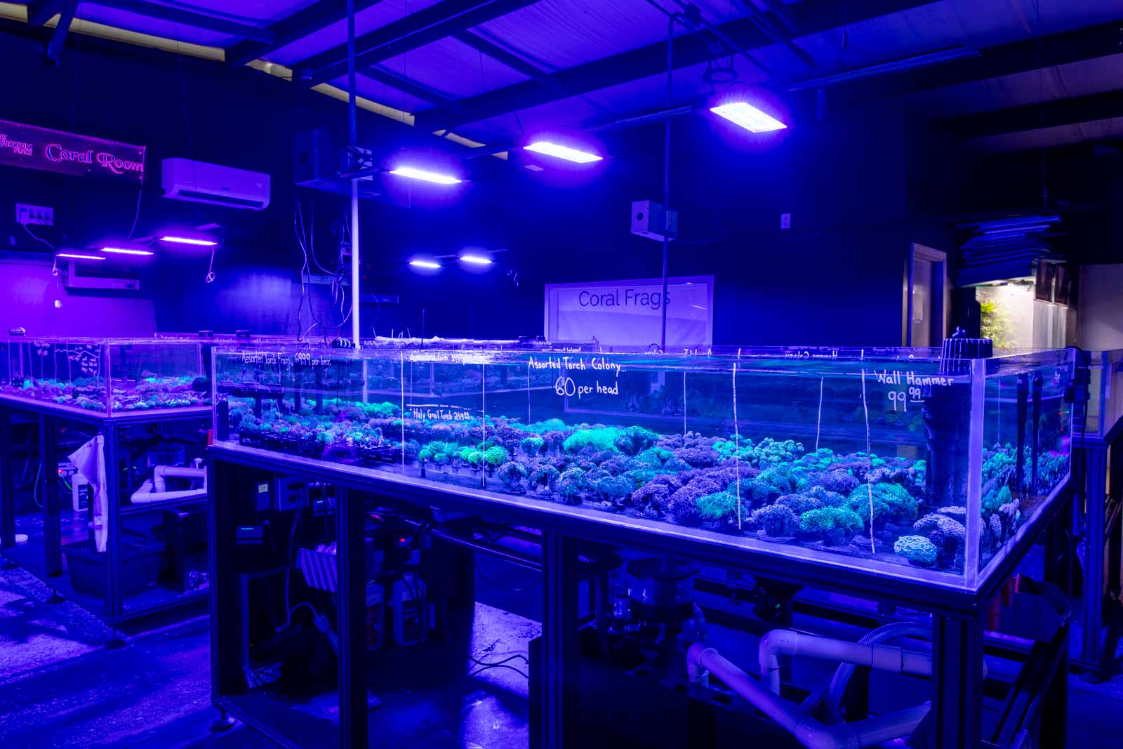 plants at That Aquarium Place, Spring, TX 360 Virtual Tour for Tropical fish store